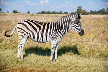 Fototapeta na wymiar A zebra, photographed in the Rietvlei Nature Reserve, Gauteng, South Africa.