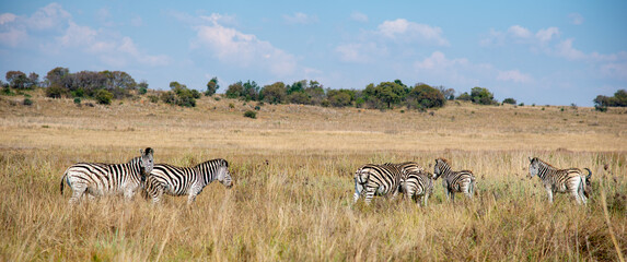 Fototapeta na wymiar Zebra panorama. A herd of zebras, photographed in South Africa.
