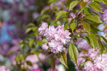 Sakura flowers grow in spring season in city park. Branches of pink japanese cherry blossoms on tree in sunny day. Flora nature texture prunus serrulata. Flower carpet from buds sakura. Springtime.