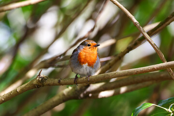 European robin (Erithacus rubecula) perched on branch showing its front orange red breast feathers. Dappled green and white background. Dublin, Ireland