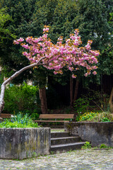 Flowering cherry tree, Old Town, Zurich, Switzerland