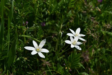 Polny kwiat o białych płatkach śniadek baldaszkowaty (Ornithogalum Umbellatum)