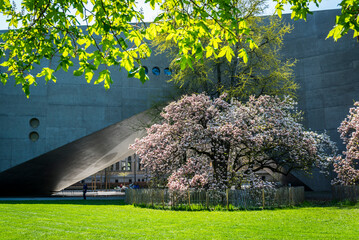 Magnolia tree blossom in the Platzspitz park, located next to the Swiss National Museum, Zurich,...