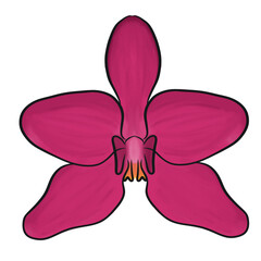 illustration of pink orchid flower or Phalaenopsis amabilis