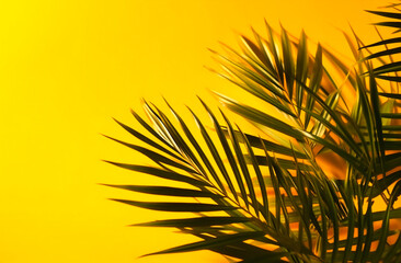 palm leaves on a yellow background