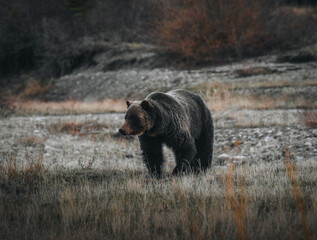 Grizzly bear, brown bear, in the Canadian wilderness in Kananaskis Country, Banff Alberta.