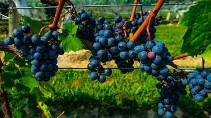 grapes on vine © Luke