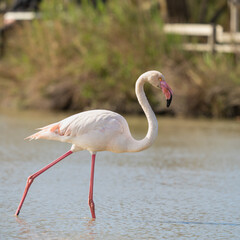 En quête d'un repas