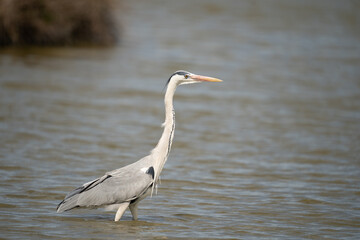 La traque du h&eacute;ron