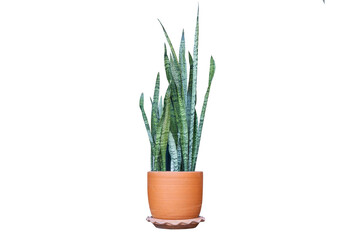 family Asparagaceae on soil pot, isolate on transparent background ,dragon tongue,ascendant tree,air purifying tree, cactus , PNG file