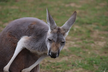 beauty in nature, animal, vertebrate
