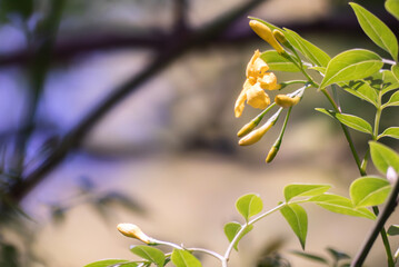 春の黄色い花　キソケイ　花背景
