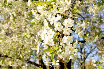 Branches of a blossoming apple tree against the blue sky