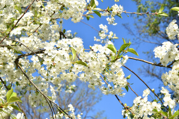 Branches of a blossoming apple tree against the blue sky