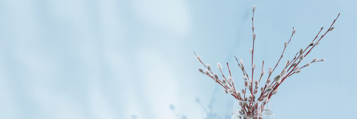Composition in style of minimalism. Fresh willow branches on light blue background with shadows and sunlight. Spring panoramic wide banner with copy space
