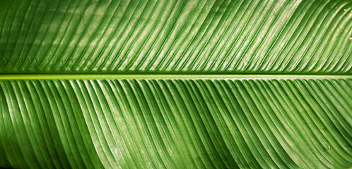 Naklejka na ściany i meble calathea ornata leaves, abstract green texture, natural background, tropical leaf
