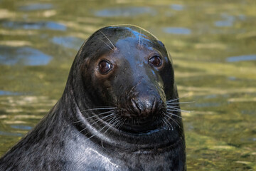 Piękne spojrzenie foki szarej (Grey seal, Halichoerus grypus)