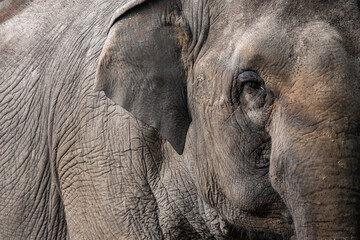Portret słonia indyjskiego (Asian elephant, Elephas maximus) - obrazy, fototapety, plakaty