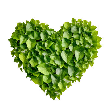 Heart shape made from green leaves isolated on white background. Generative AI