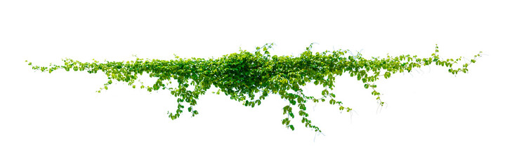 leaf vine Isolate on transparent background PNG file - Powered by Adobe
