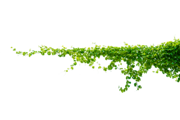 leaf vine Isolate on transparent background PNG file