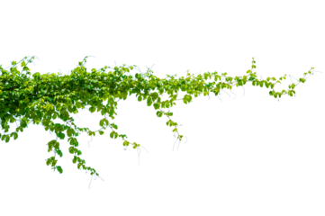 leaf vine Isolate on transparent background PNG file