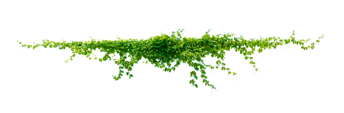 leaf vine Isolate on transparent background PNG file