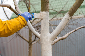 Spring work in a garden, gardening concept. Applying whitewash to fruit trees in the garden. Human hand in glove holding brush. A gardener paints a tree trunk with a brush. Garden work. Fruit tree © Irina