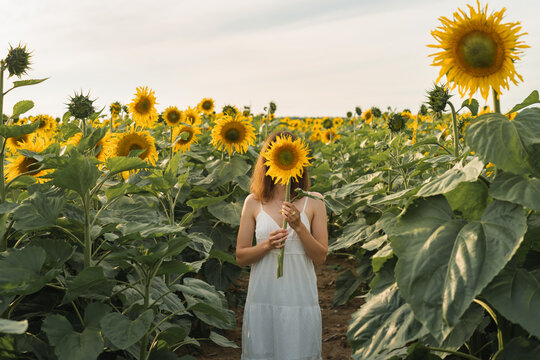 Woman standing in a sunflower field in summer holding a flower in front of her face, Belarus