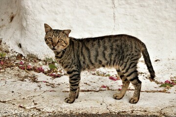 grey tabby cat standing in front of a white wall and staring at the photographer
