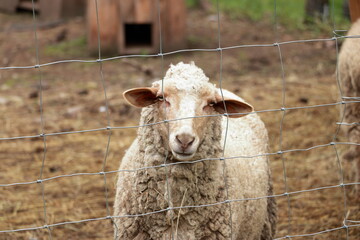 a sheep staring at the photographer from behind a wire fence