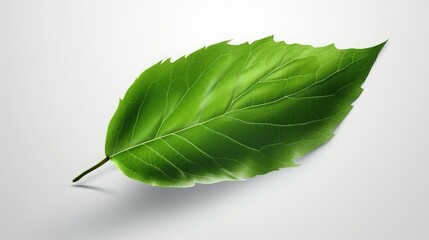 Fototapeta premium Green leaf flying isolated on white background 