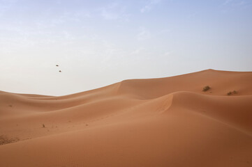 Sand dune in a desert landscape, Sahara Desert, Morocco