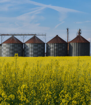 Four silos in front of a rapeseed field, Lobbi, Alessandria, Piedmont, Italy
