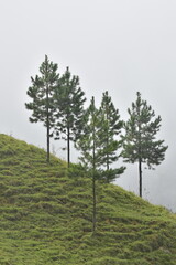 Arvores de pinus plantadas em uma encosta sob neblina