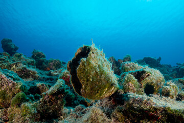 Wide angle view underwater with a Pinna nobilis and rocks