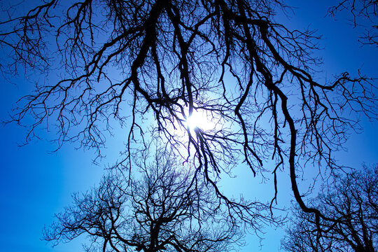 Trees against the light