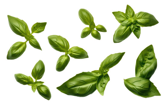 Basil leaves isolated on white background. Top view. Flat lay. Generative AI