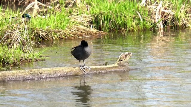 A coot stands on a tree, that has fallen into a pond, and cleans its feathers. stands on the bank of the reservoir. The Eurasian coot (Fulica atra) is a member of the rail and crake bird family.