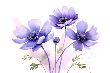  Anemone flower in watercolor illustration