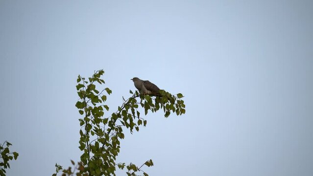 The cuckoo swings on the branches of a birch. The common cuckoo (Cuculus canorus) is a member of the cuckoo order of birds, Cuculiformes, which includes the roadrunners, the anis and the coucals.