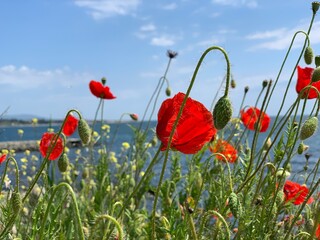 Obraz premium poppies by the sea