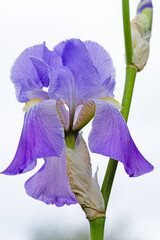 Iris 