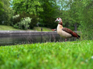 photo depicts a duck by the river