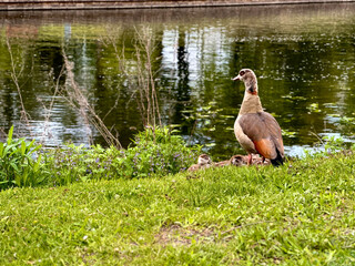 photo with a duck and ducklings by the river