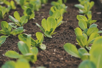 Asian woman farmer using digital tablet in vegetable garden at greenhouse, Business agriculture technology concept, quality smart farmer.