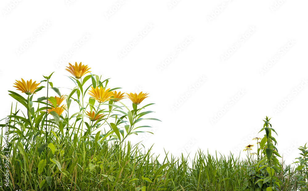 Aufkleber Isolated small grass field and yellows flowers on white background with clippings path, 3d illustrations rendering