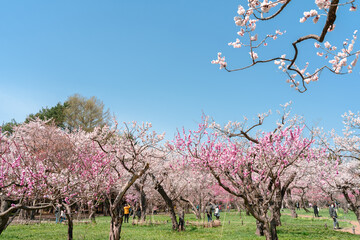 Maruyama park cherry blossom festival at spring in Sapporo, Hokkaido, Japan - obrazy, fototapety, plakaty