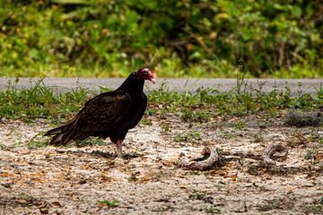 turkey vulture that is snacking on a snake