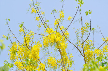 Golden shower , Cassia fistula or pudding pipe tree or yellow flower